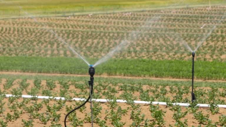 Automated Irrigation Systems: Saving Water with Smart Technology